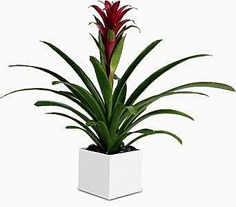 Bromelia